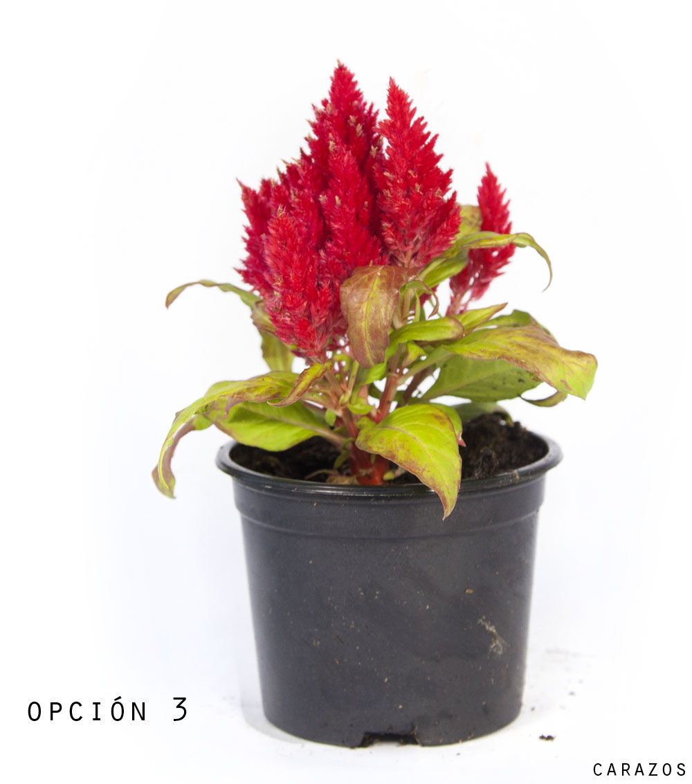 Celosia-1079