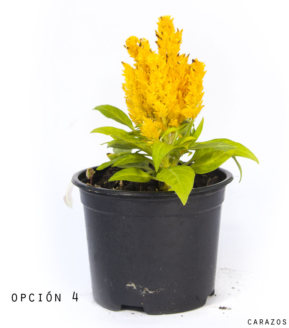 Celosia-1077