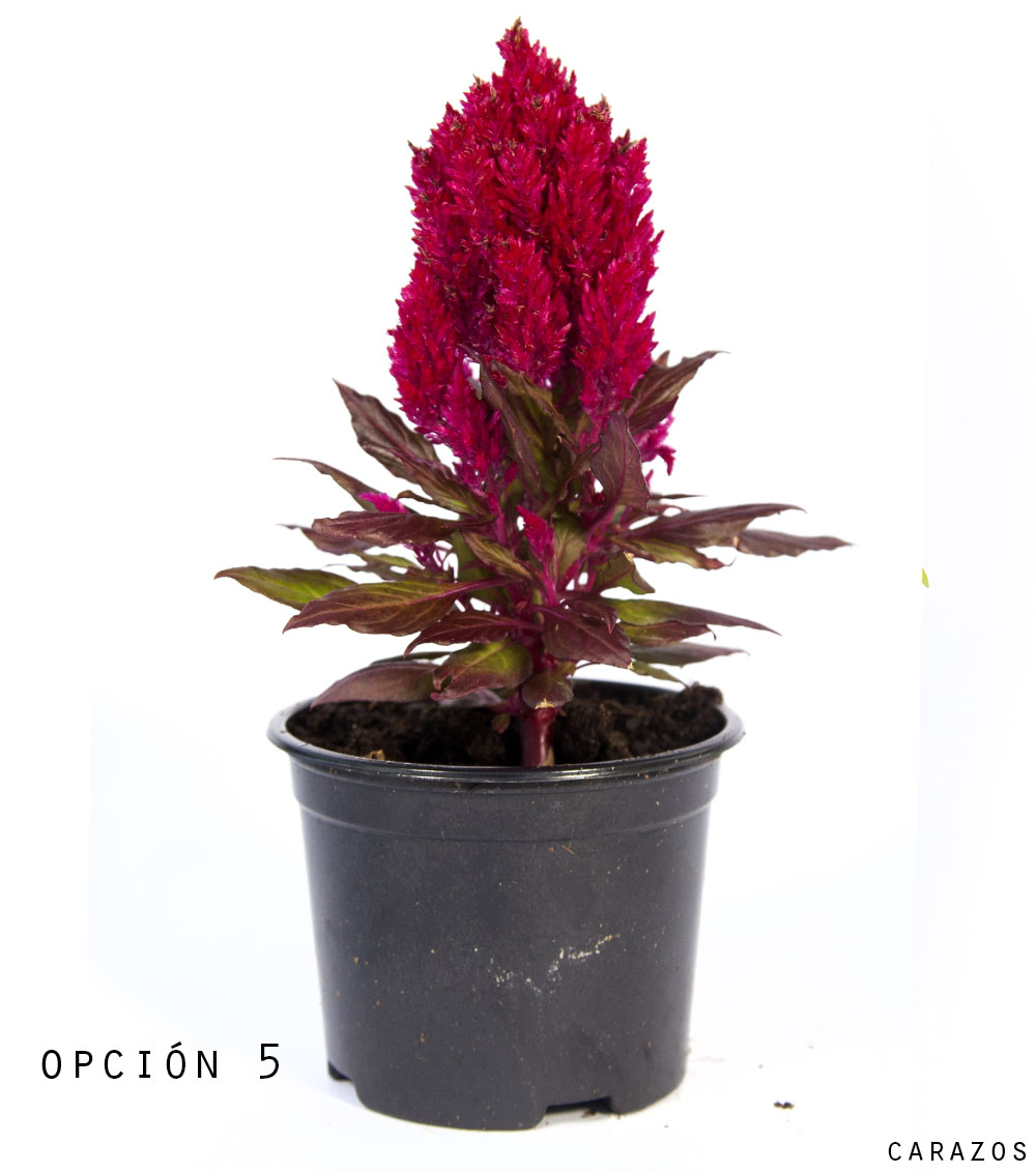 Celosia-1080