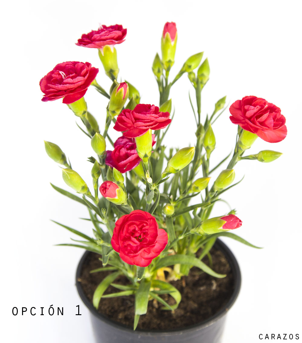 Clavelina -1049