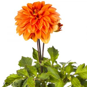 Dalia-1155
