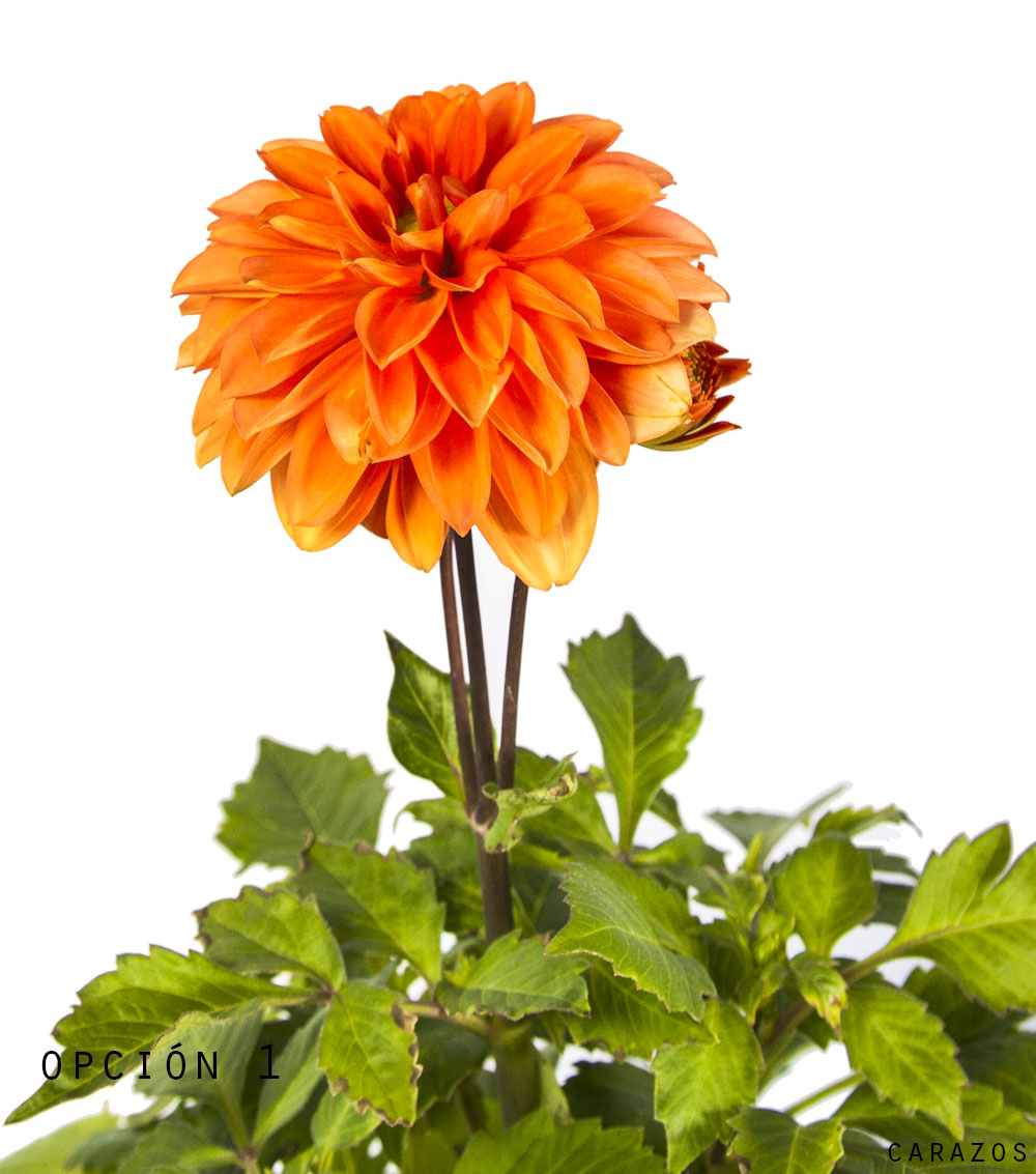 Dalia-1155