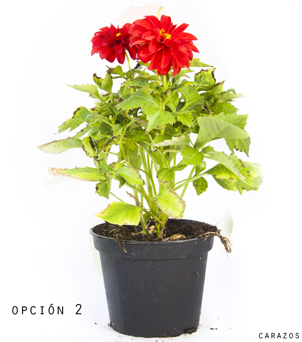Dalia-1157