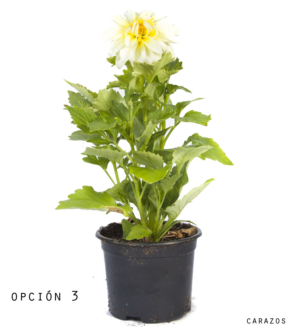 Dalia-1156