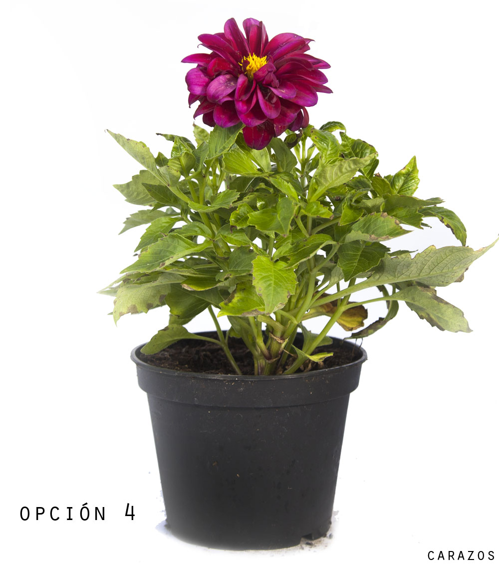 Dalia-1153
