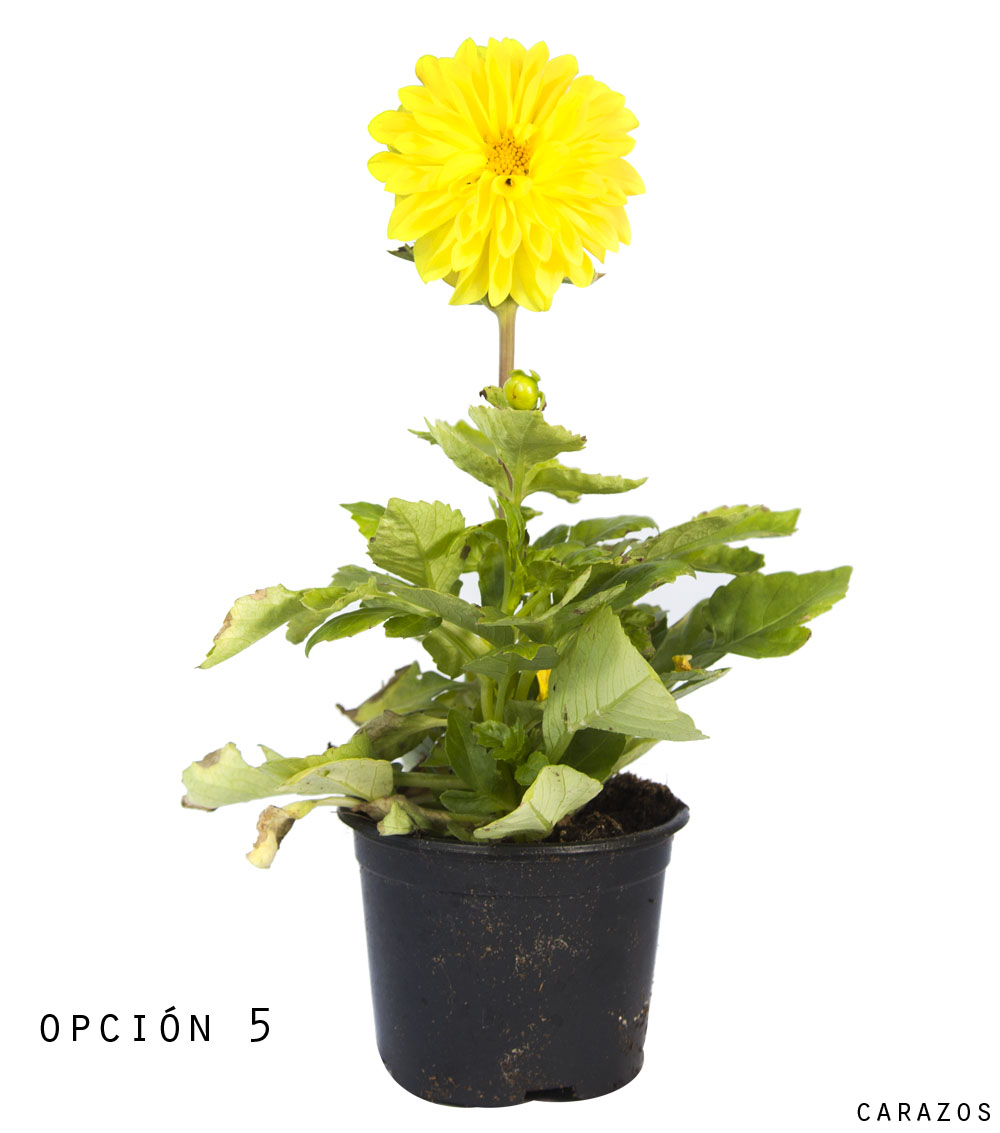 Dalia-1152