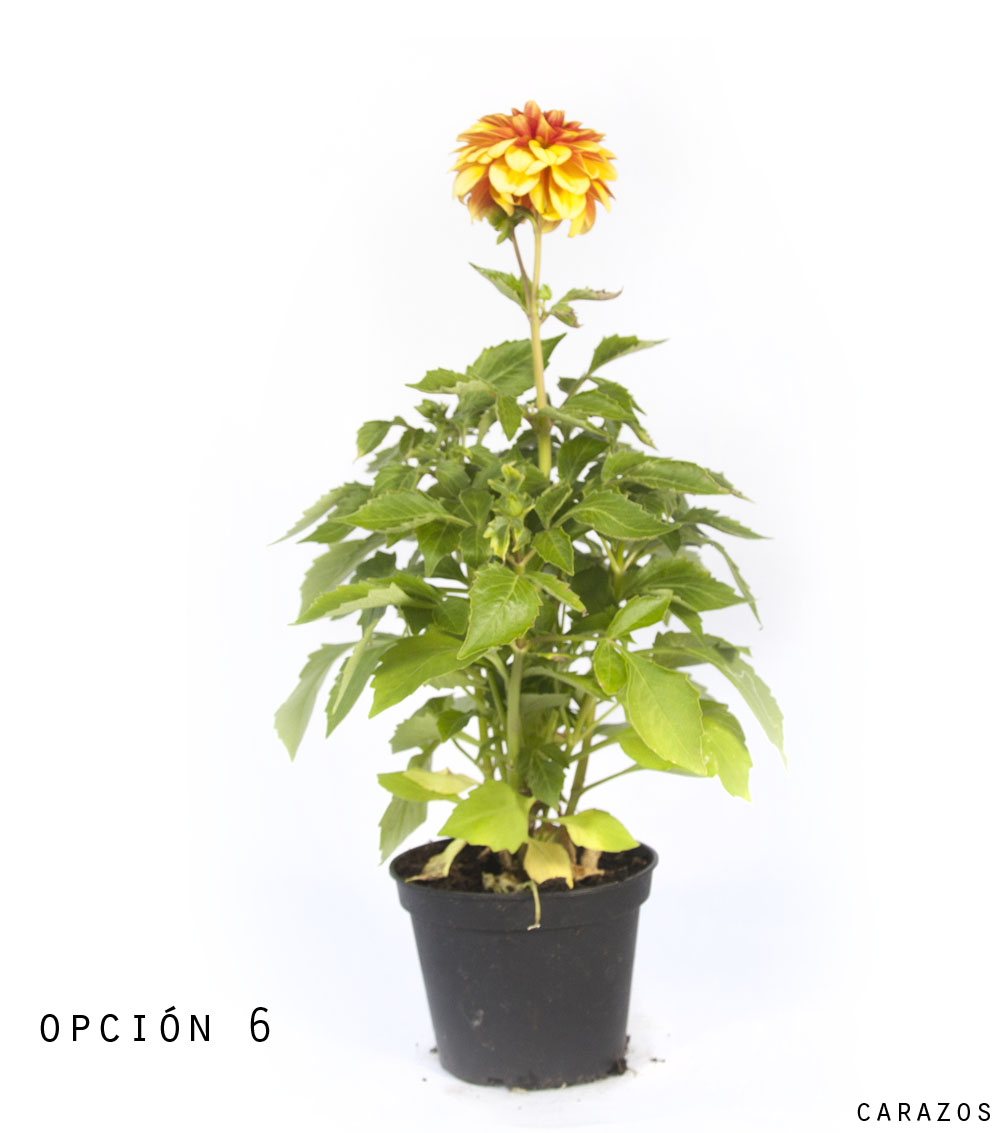 Dalia-1154