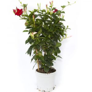 Dipladenia-0