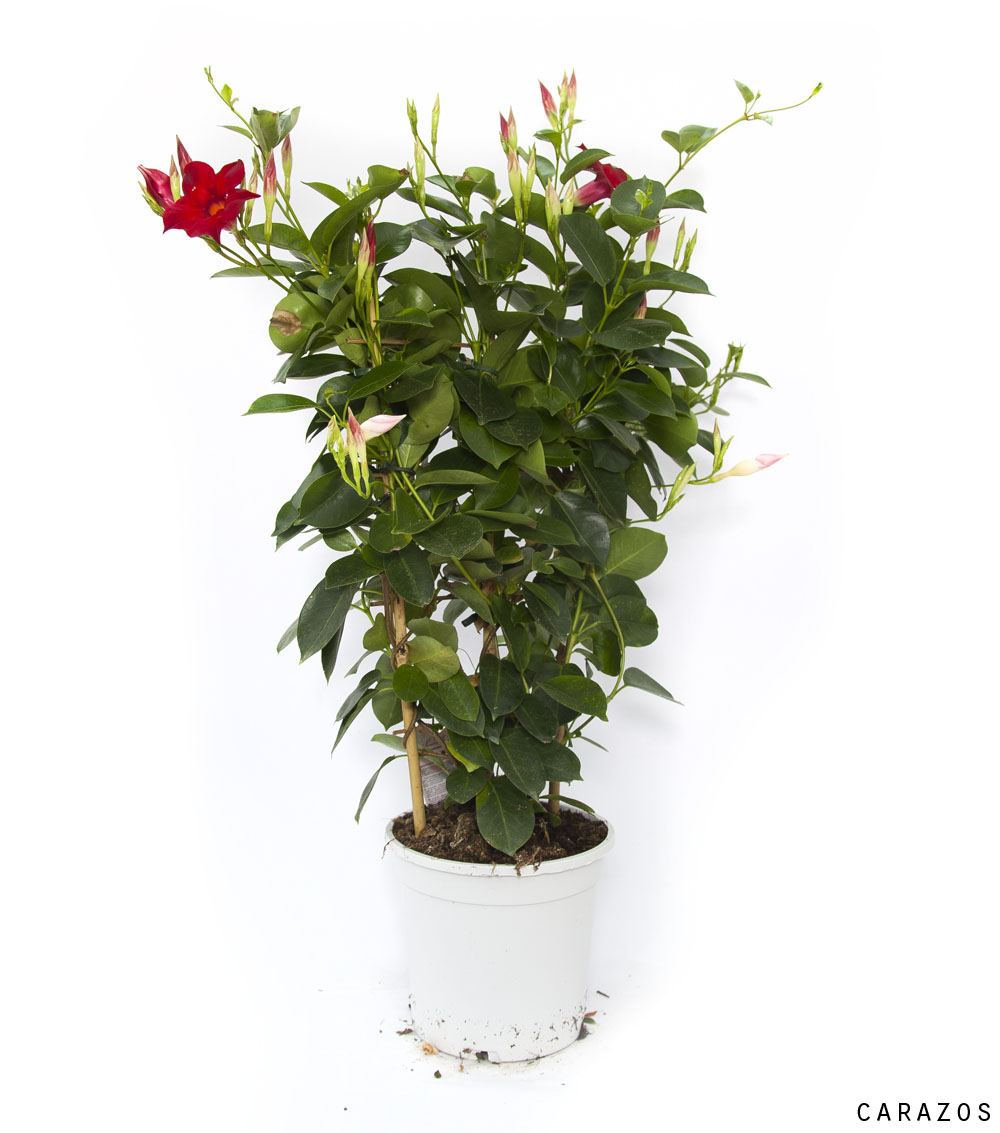 Dipladenia-0