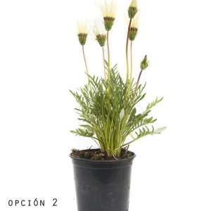Gazania-905