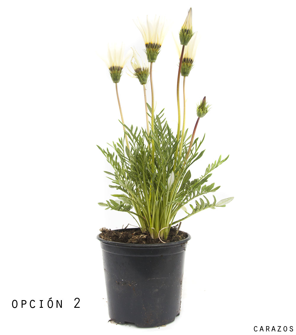 Gazania-905