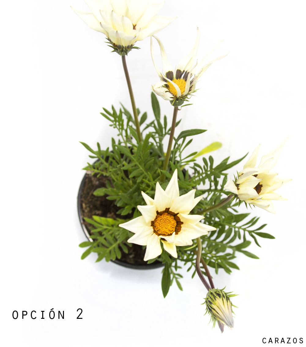 Gazania-906