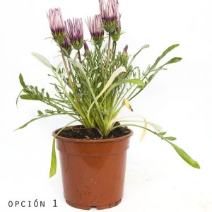 Gazania-0