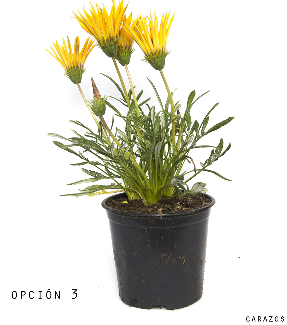 Gazania-904