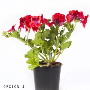 Geranio Pelargonio-0