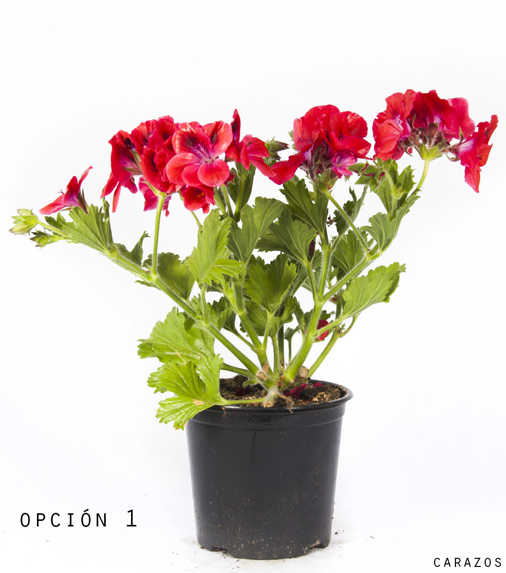 Geranio Pelargonio-0