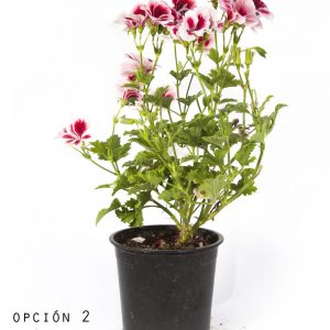 Geranio Pelargonio-1194