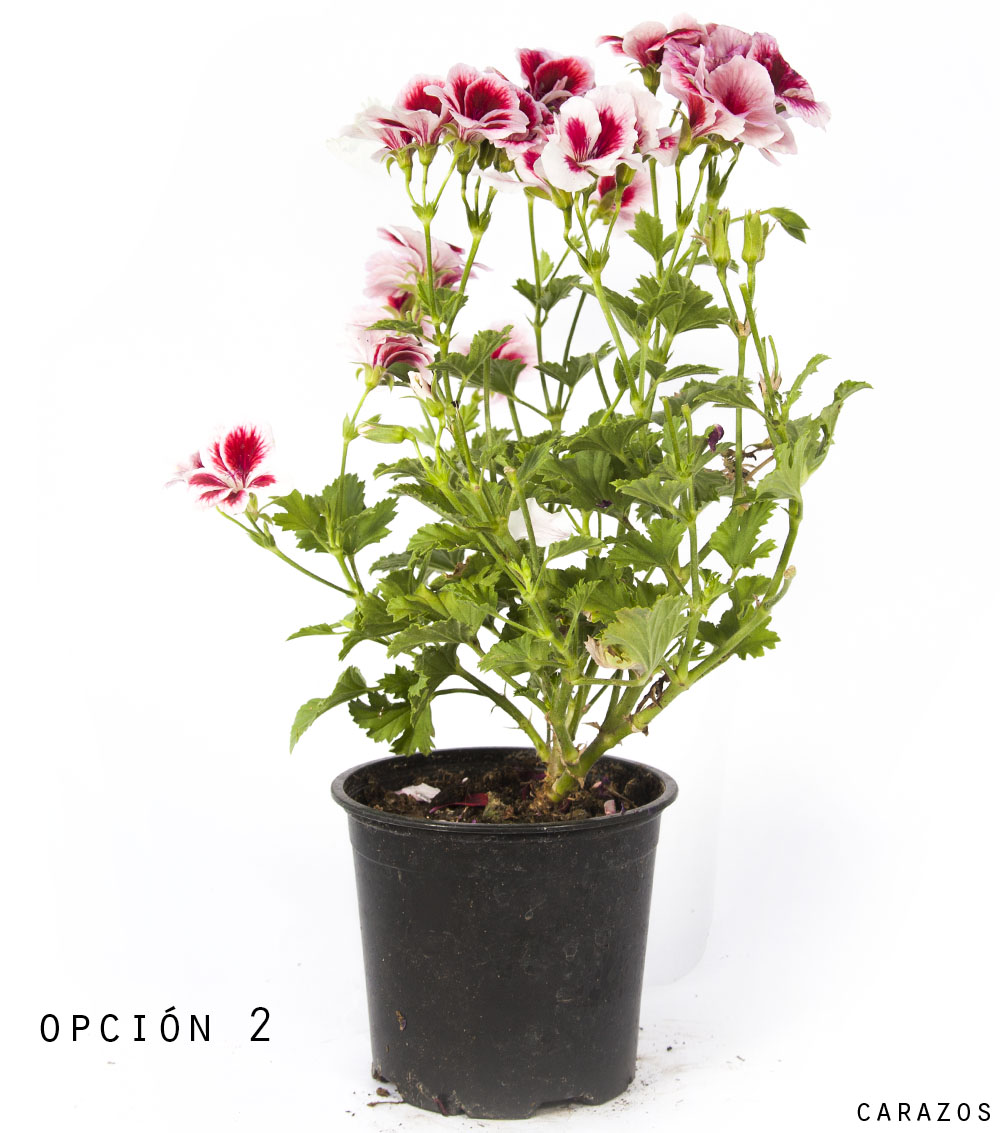 Geranio Pelargonio-1194