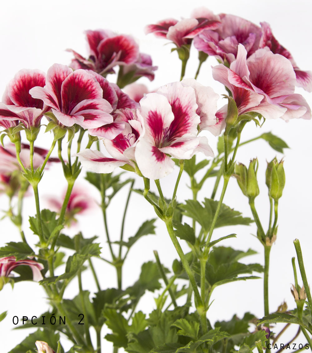 Geranio Pelargonio-1193
