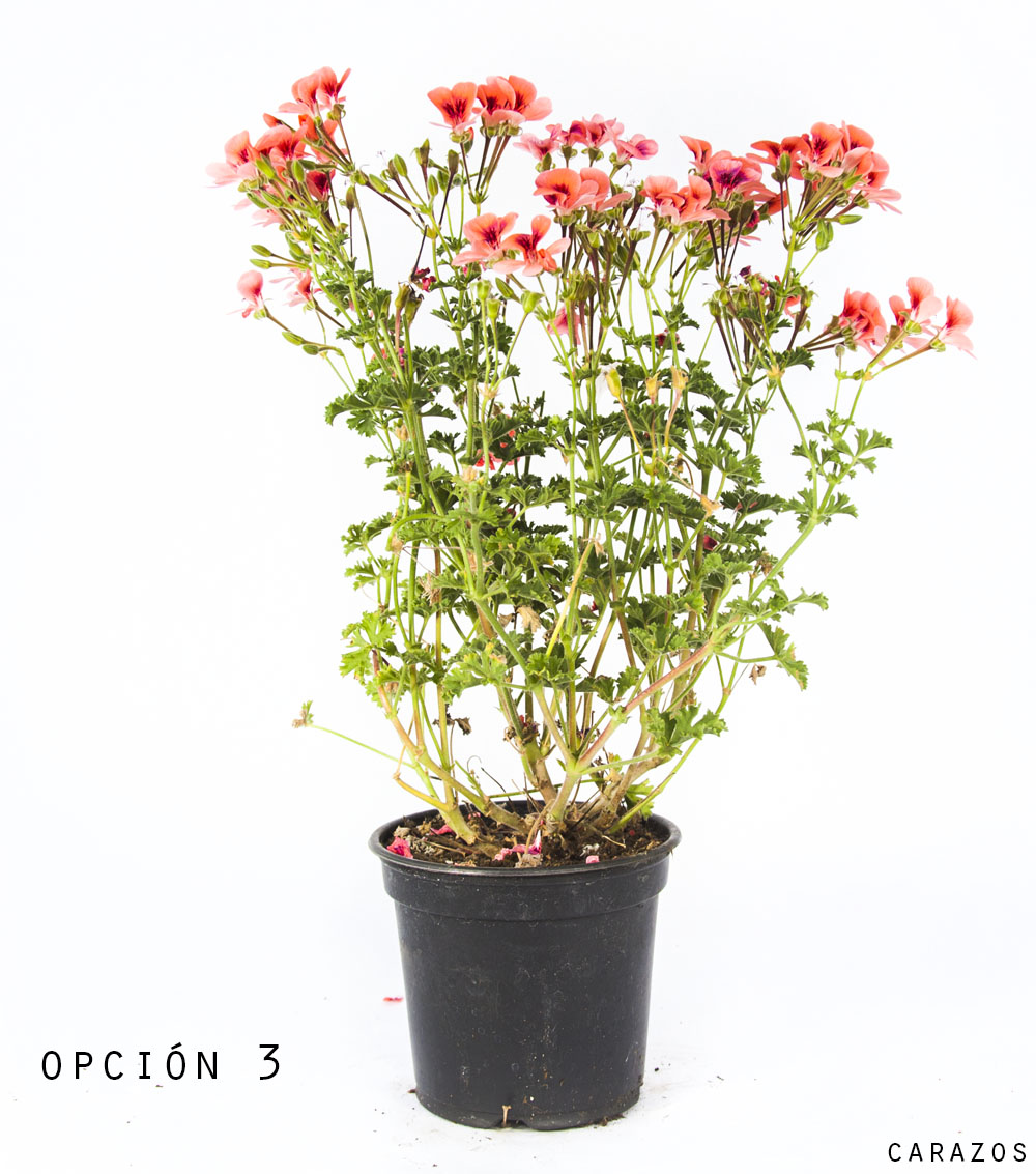 Geranio Pelargonio-1198