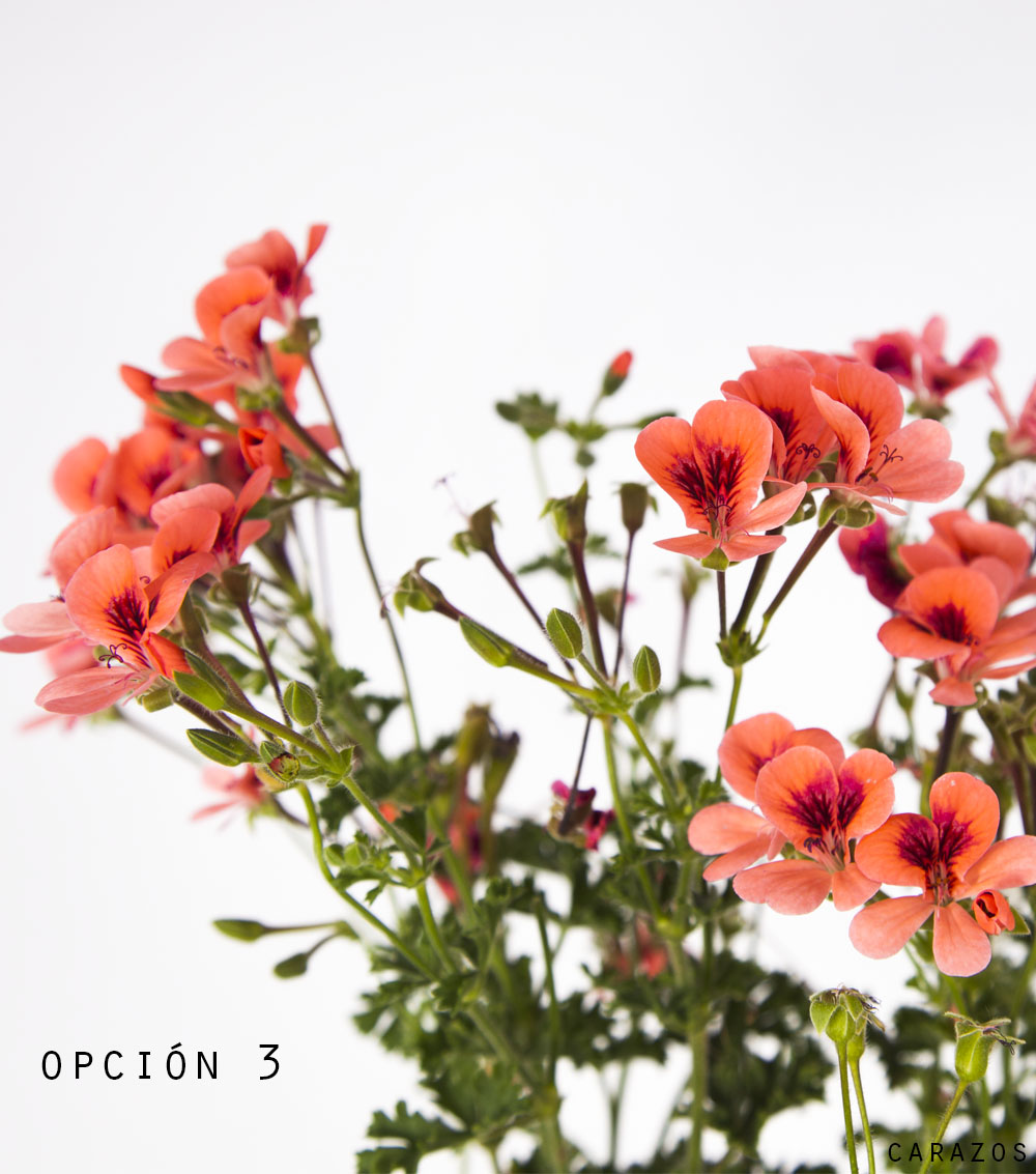 Geranio Pelargonio-1192