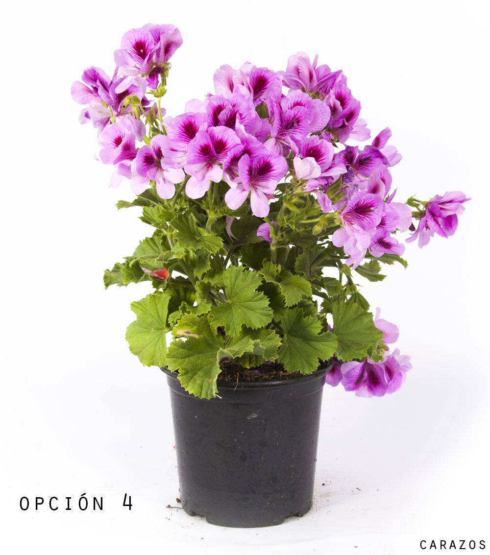 Geranio Pelargonio-1191