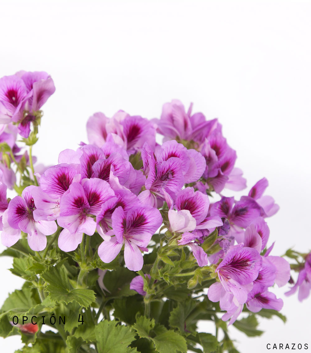 Geranio Pelargonio-1195