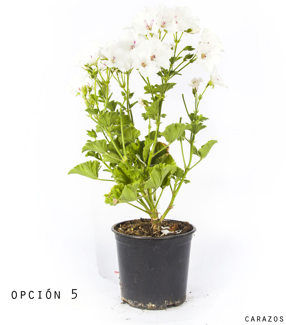 Geranio Pelargonio-1197