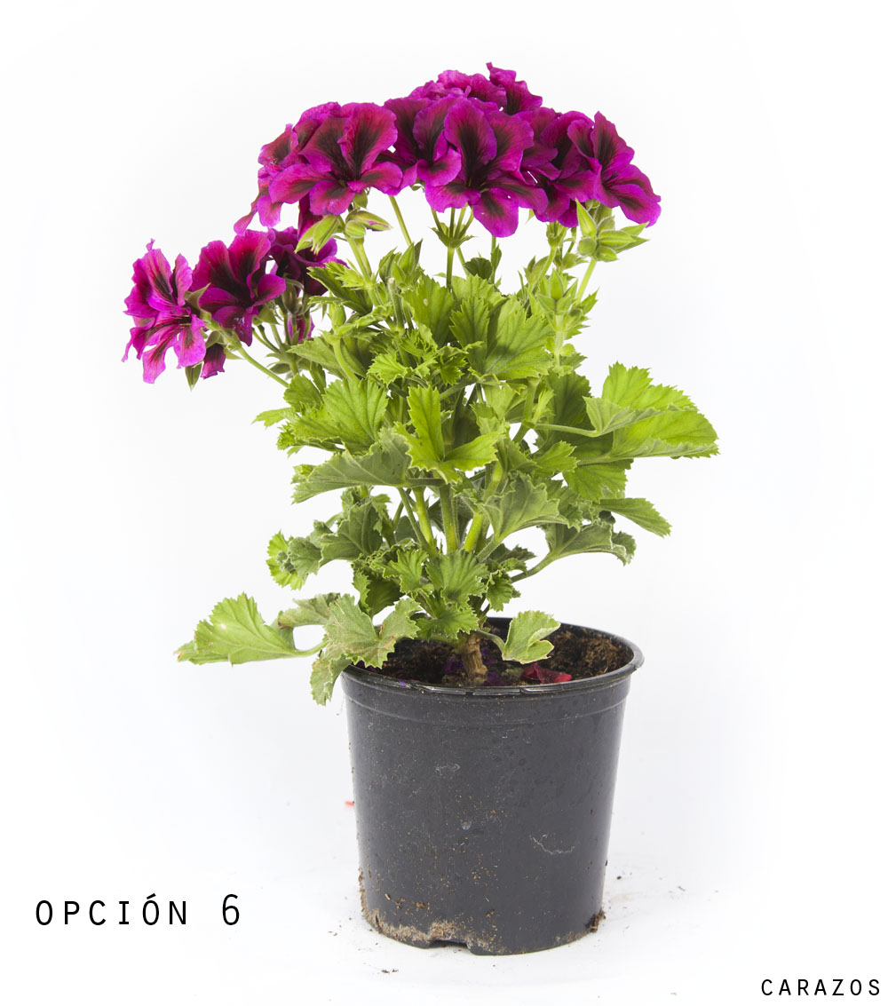 Geranio Pelargonio-1190