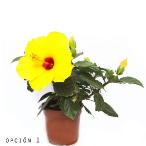 Hibiscus-0