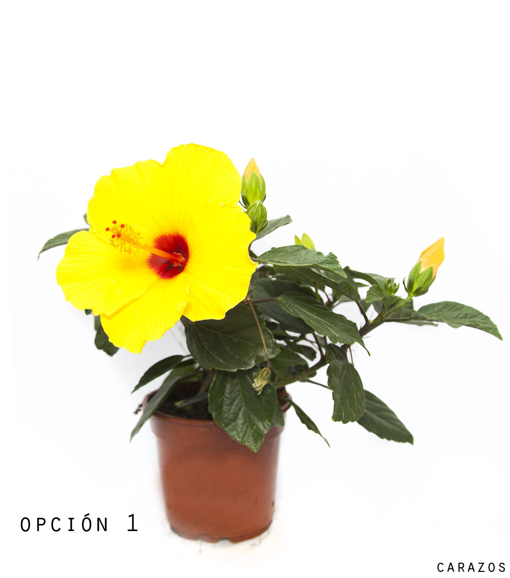 Hibiscus-0
