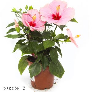 Hibiscus-877