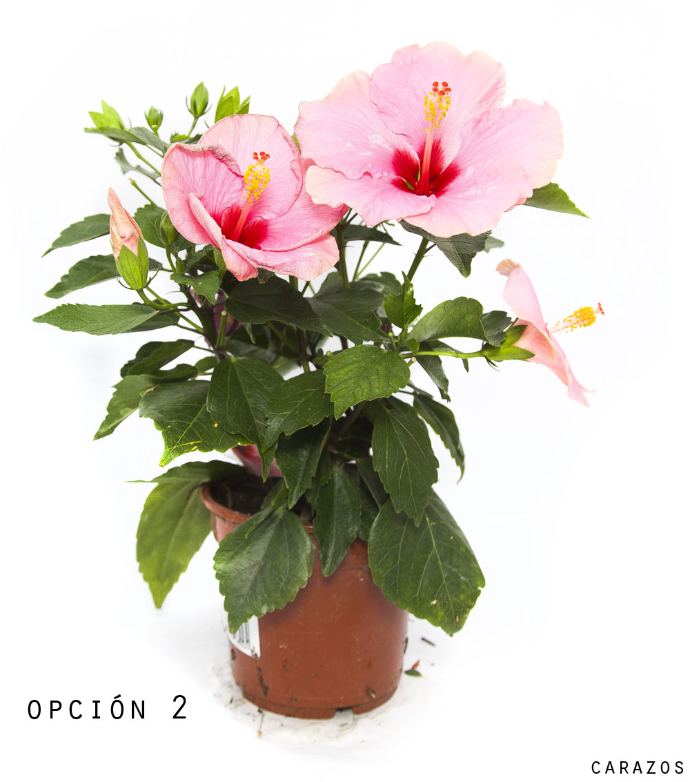 Hibiscus-877