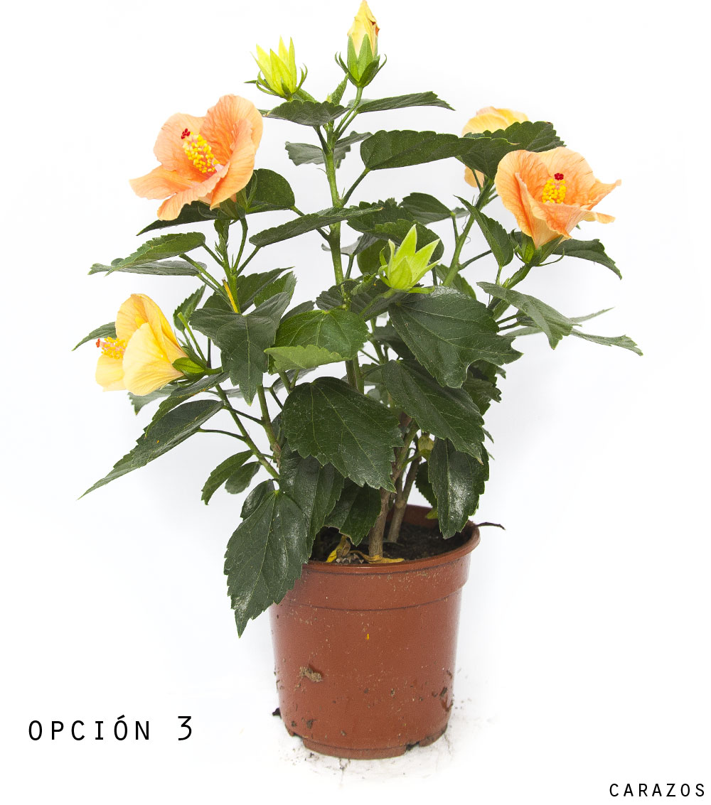 Hibiscus-876