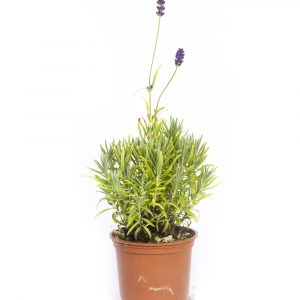 Lavanda Dentata-0
