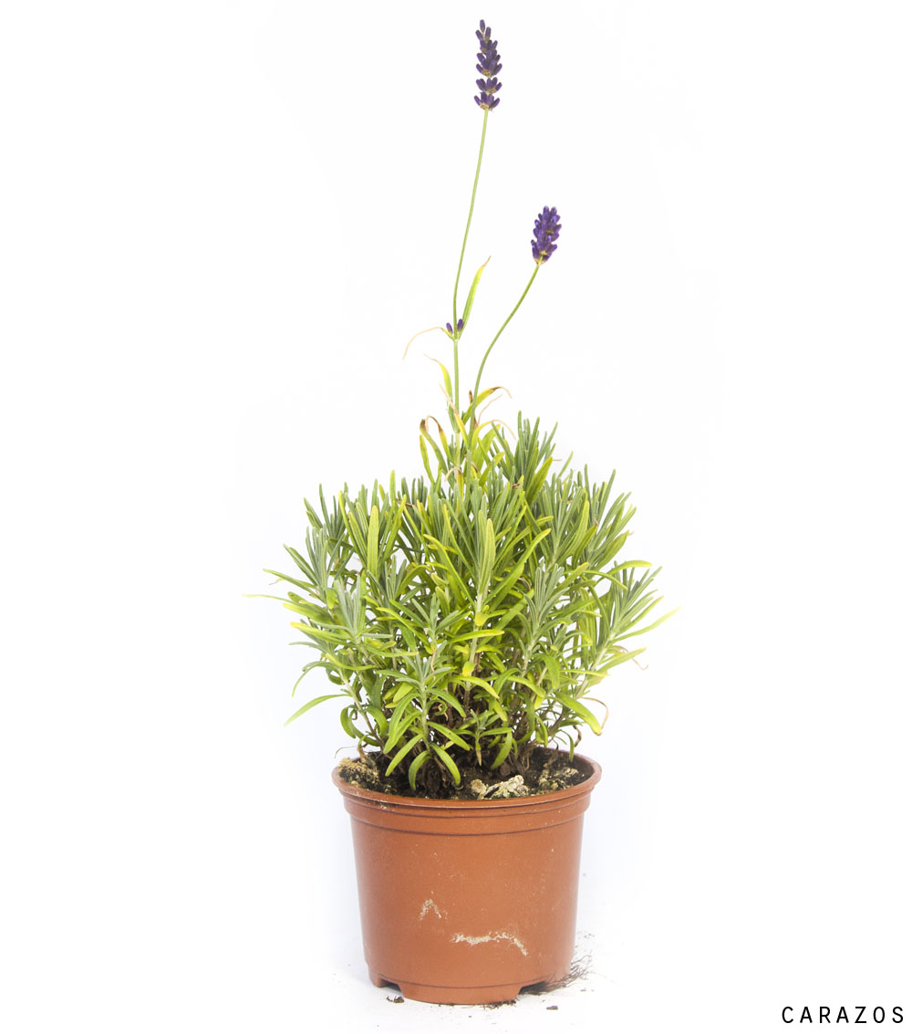 Lavanda Dentata-0