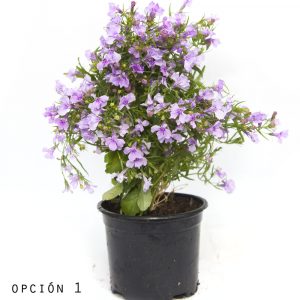 Lobelia-0