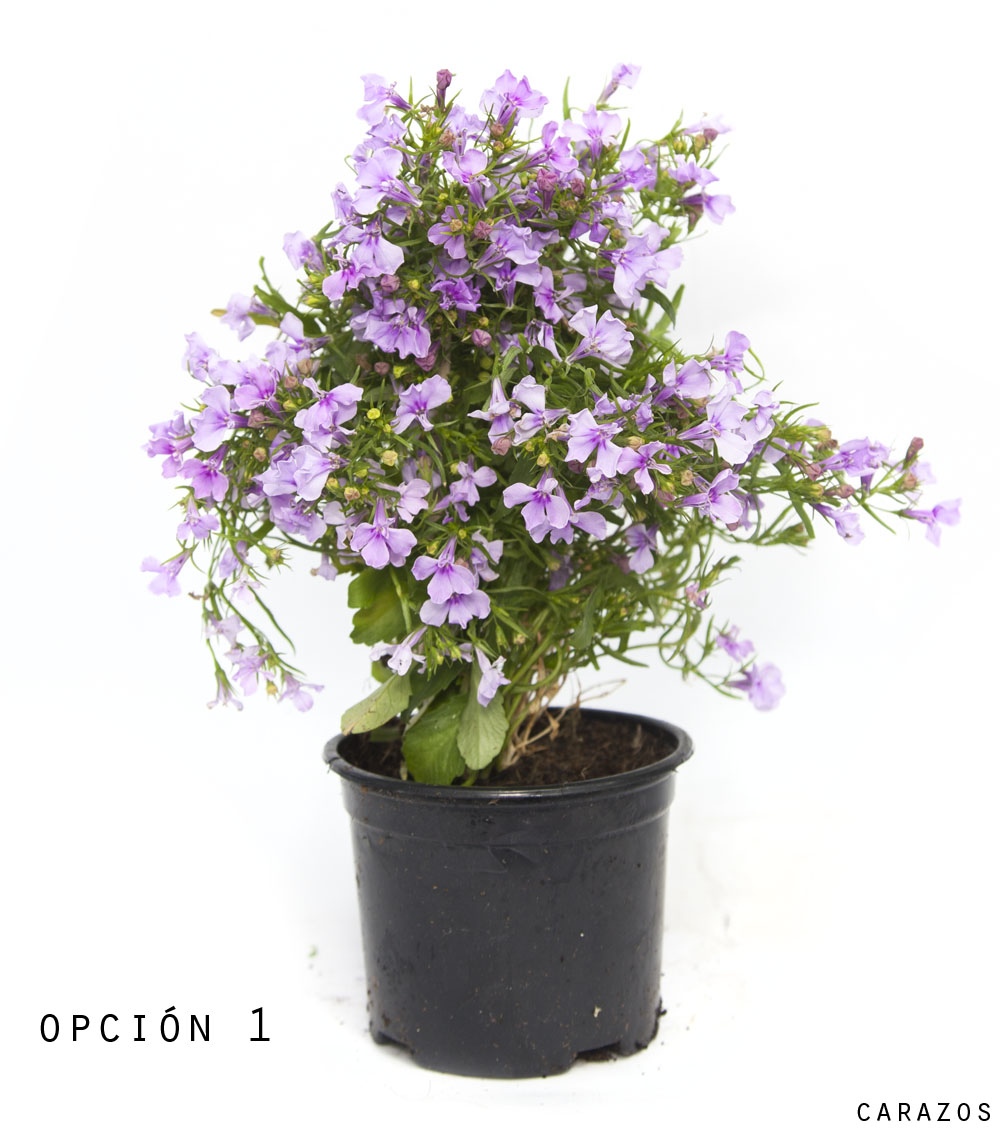 Lobelia-0