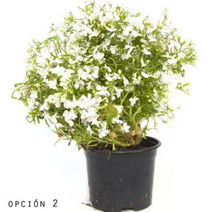 Lobelia-913