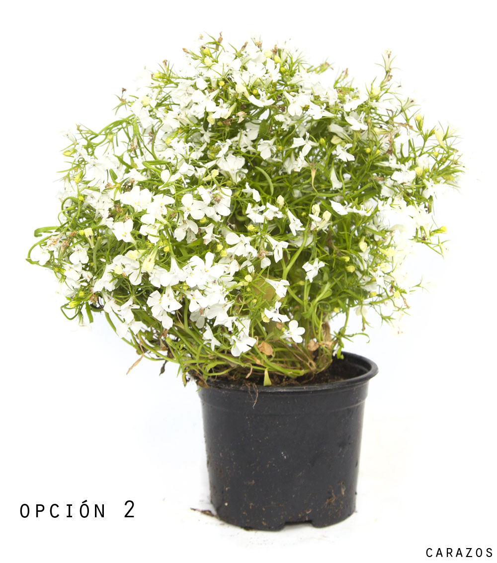Lobelia-913