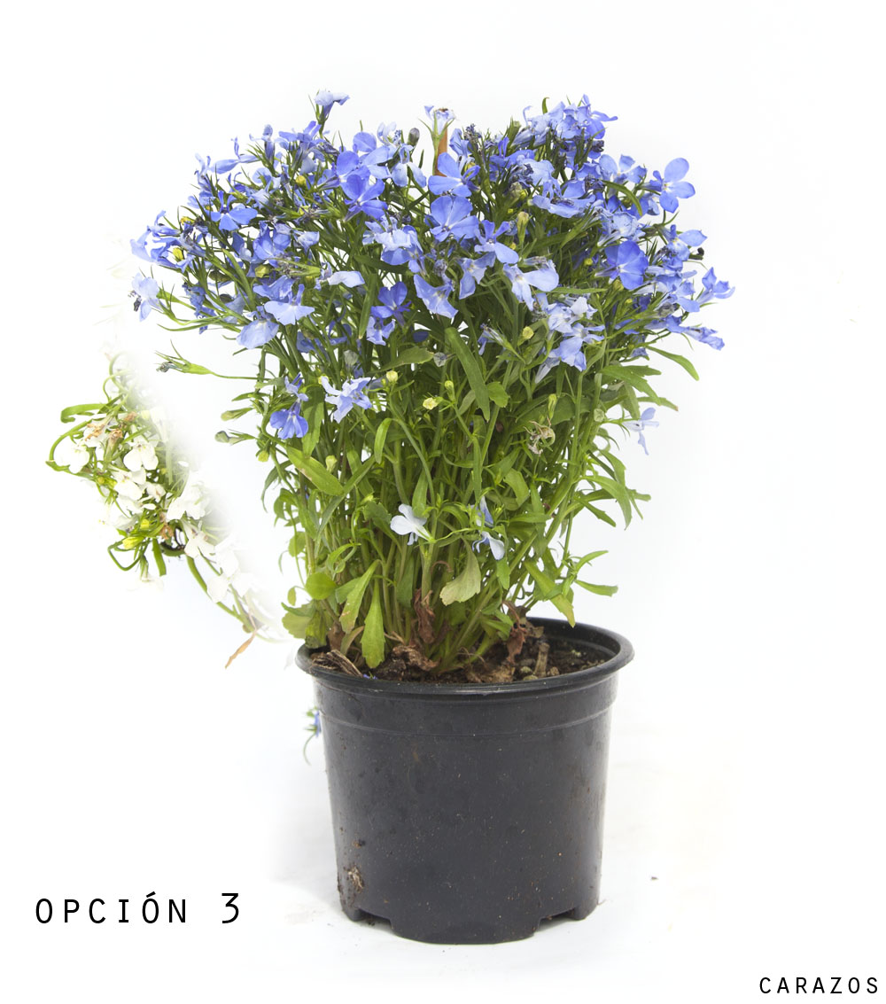 Lobelia-914
