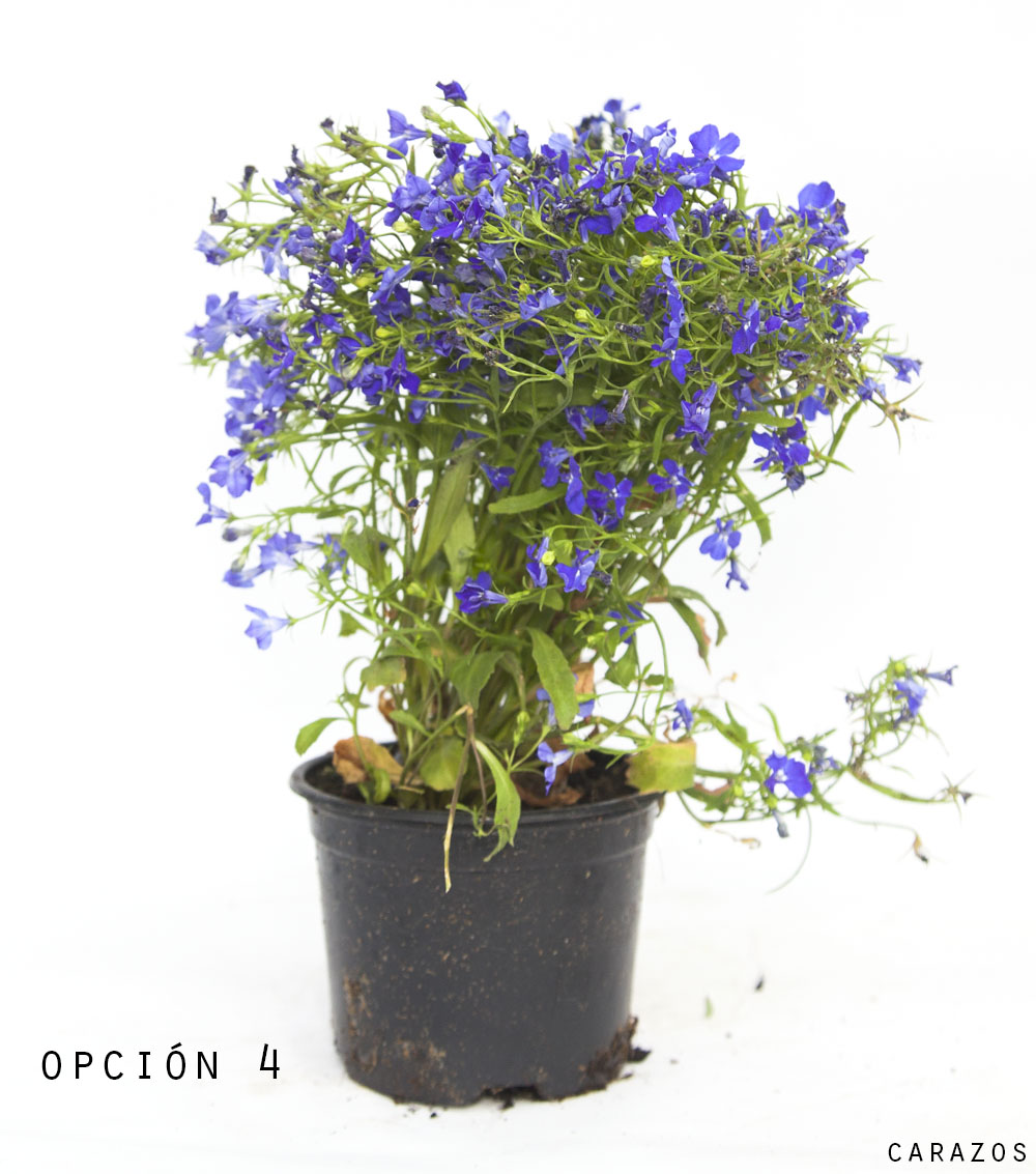 Lobelia-912