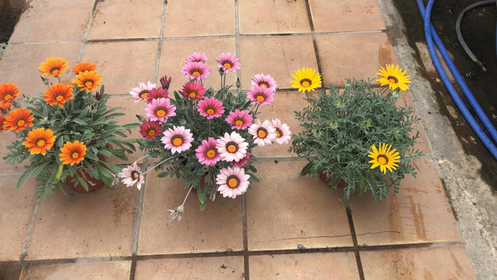 Gazania-1894