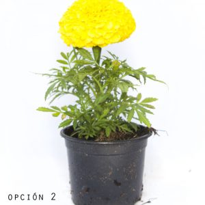 Tagete Erecta-1002