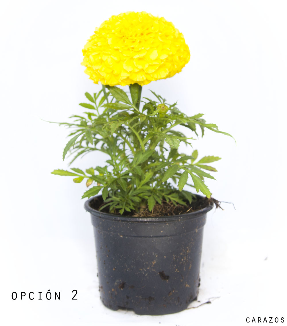 Tagete Erecta-1002