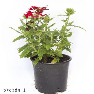 Verbena Hibrida-0