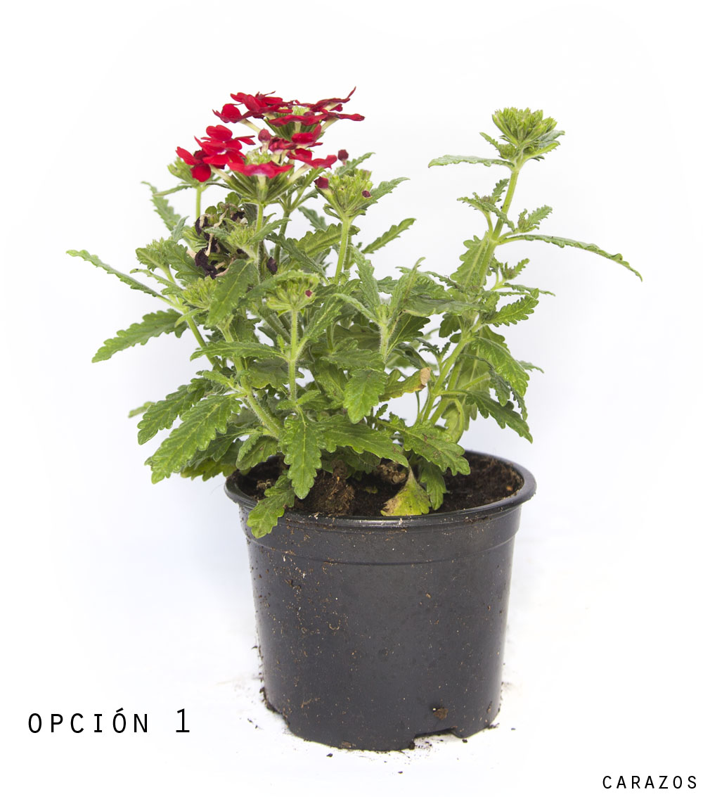 Verbena Hibrida-0