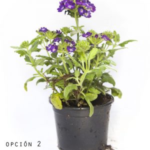 Verbena Hibrida-979