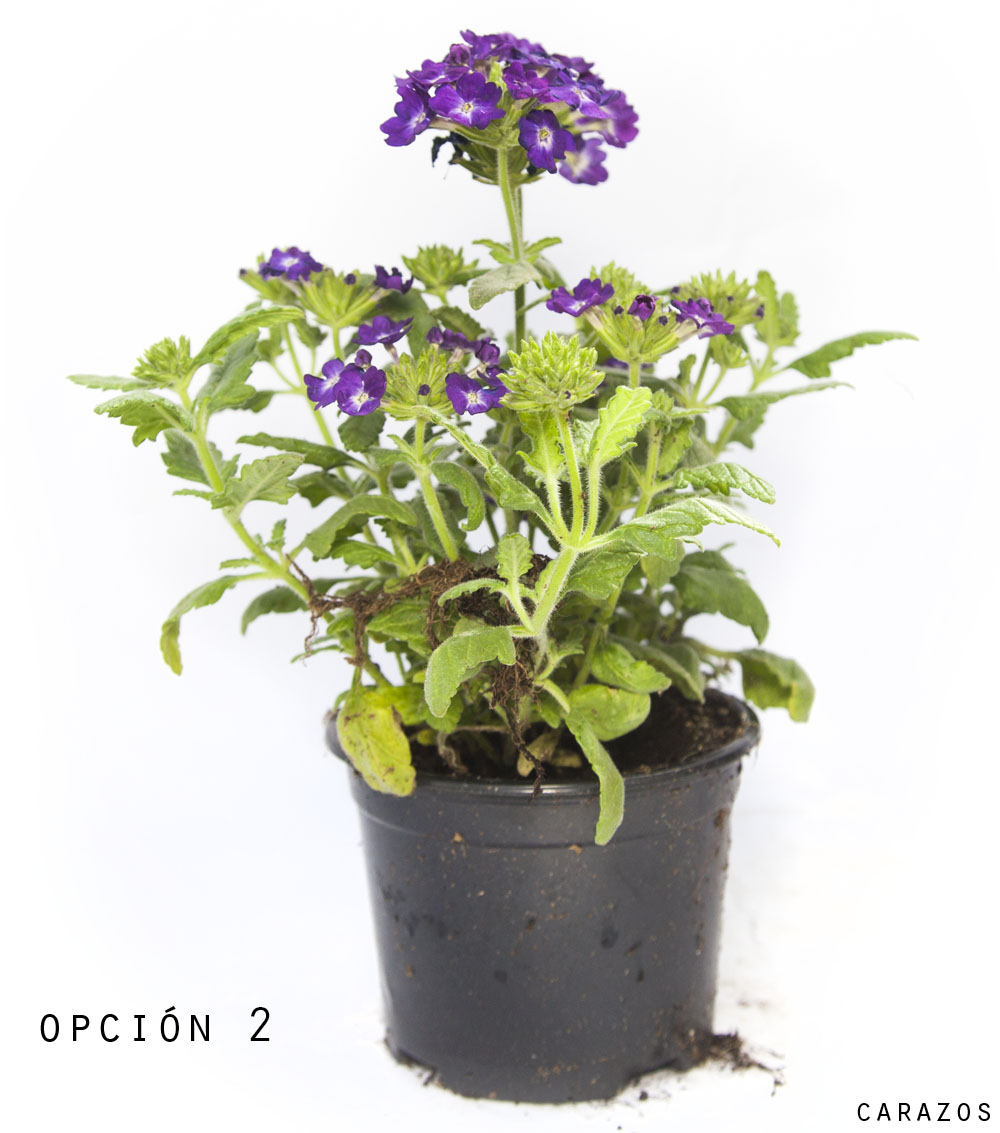 Verbena Hibrida-979