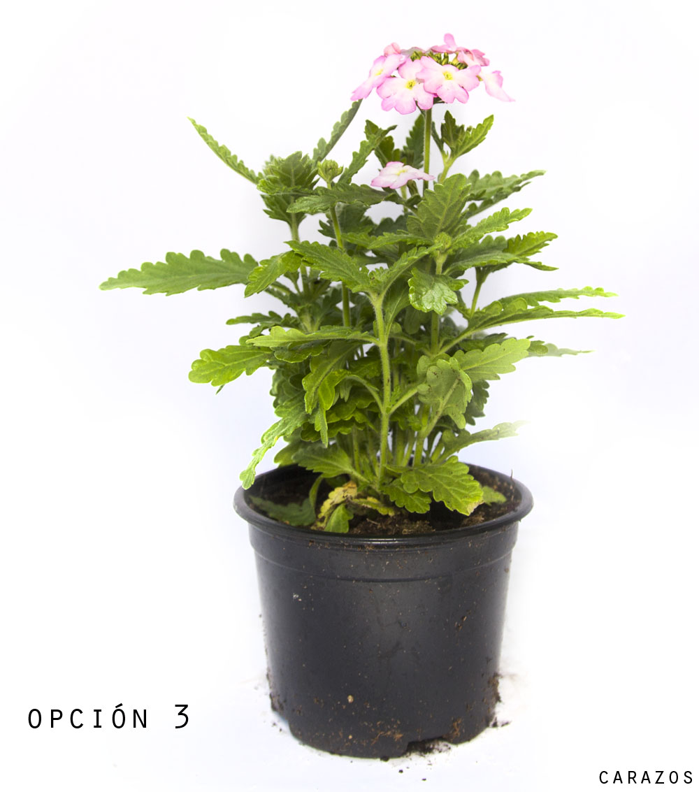 Verbena Hibrida-982